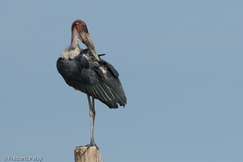 Marabou Stork