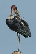 Marabou Stork