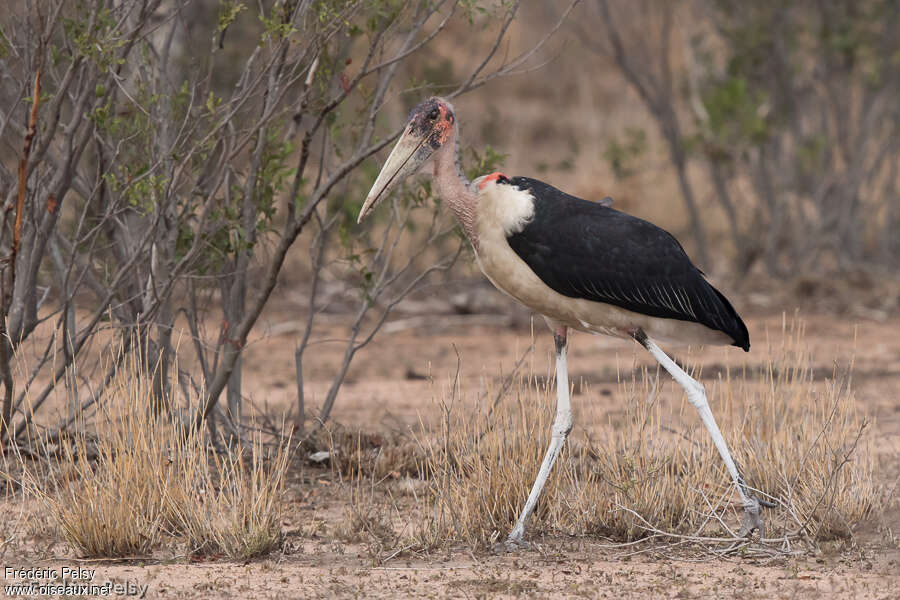 Marabou Storkadult, identification