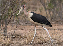 Marabou Stork