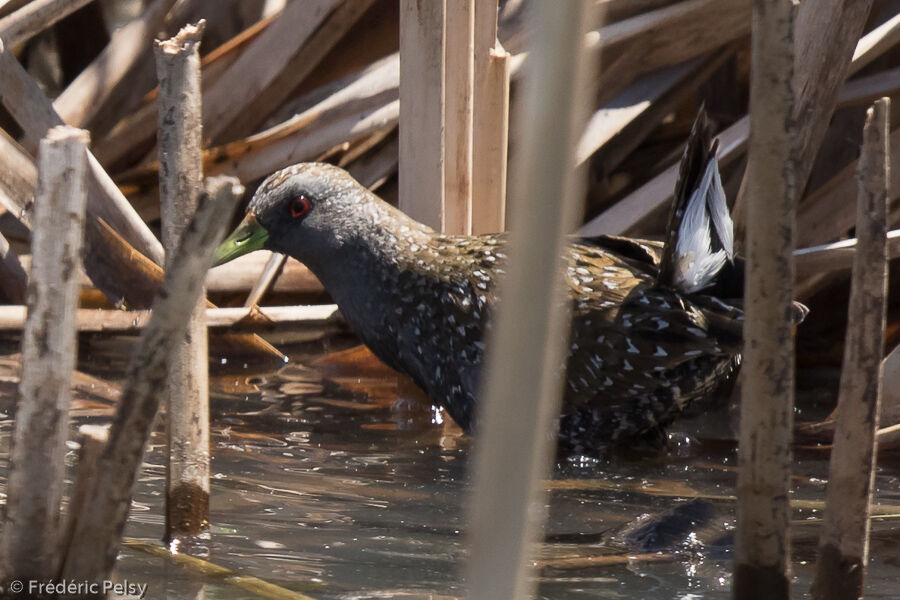 Australian Crake