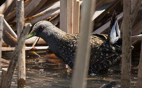 Australian Crake