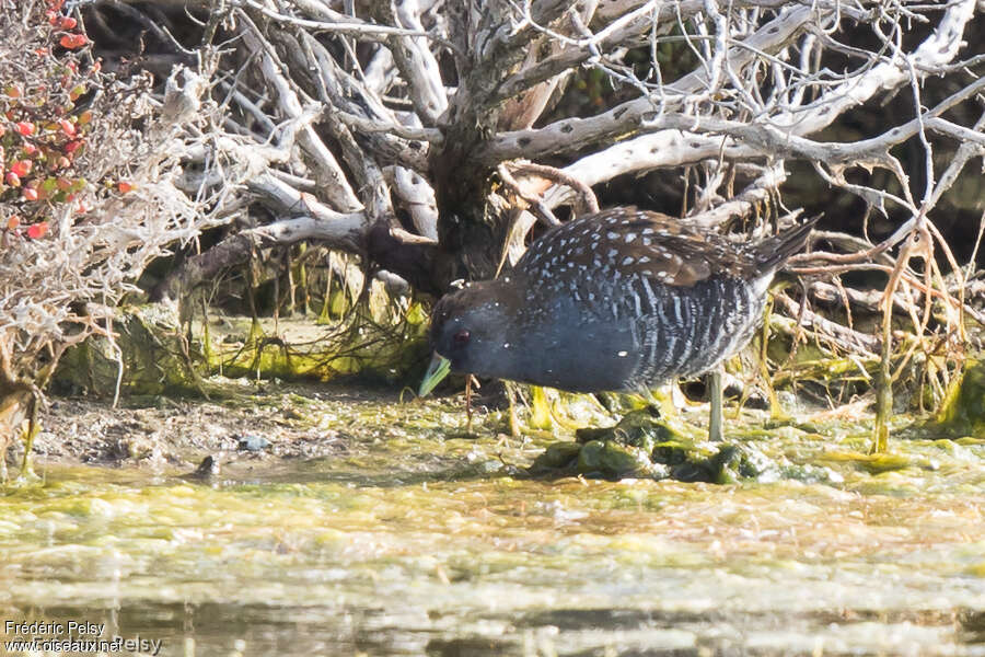 Australian Crakeadult, habitat