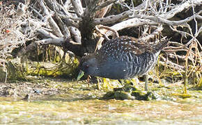 Australian Crake