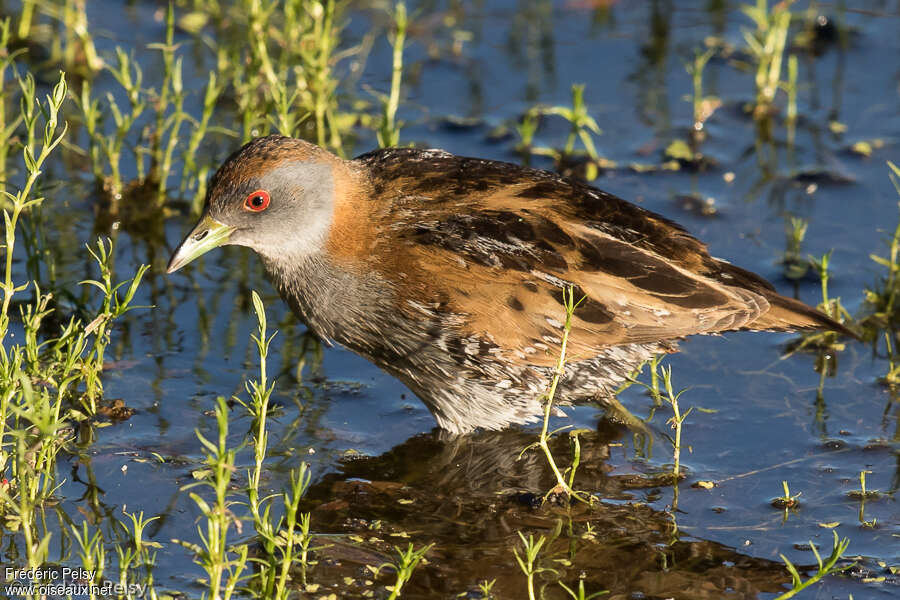 Baillon's Crakeadult post breeding, close-up portrait