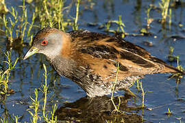 Baillon's Crake