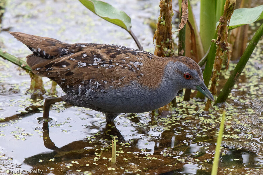 Baillon's Crake