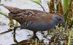 Baillon's Crake