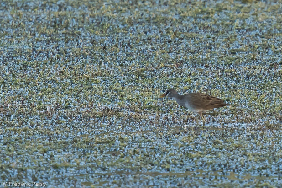 White-browed Crake