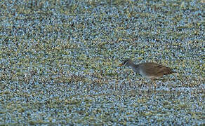 White-browed Crake