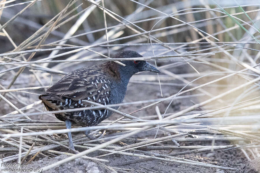 Dot-winged Crakeadult, identification