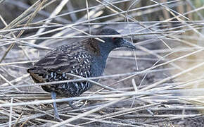 Dot-winged Crake