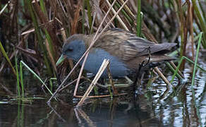 Little Crake