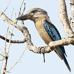 Martin-chasseur à ailes bleues