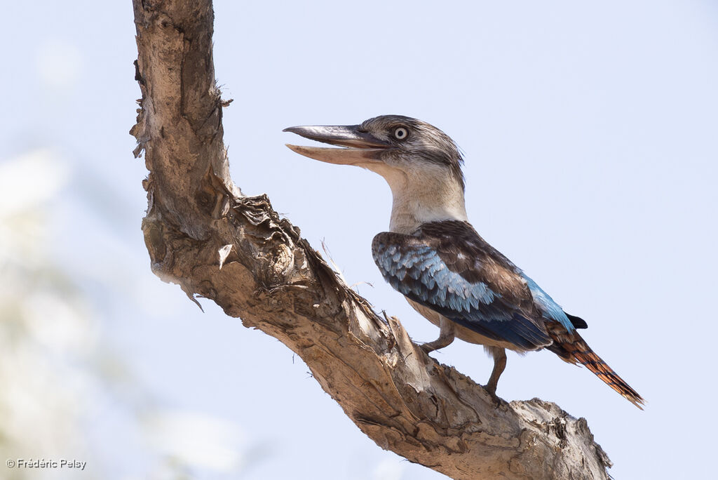 Martin-chasseur à ailes bleues
