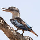 Martin-chasseur à ailes bleues