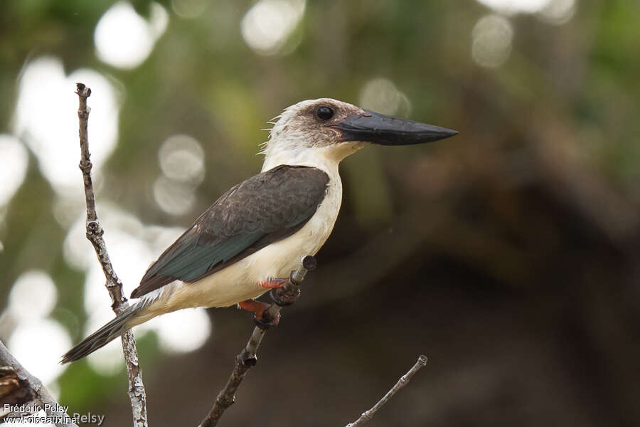 Martin-chasseur à bec noiradulte, identification