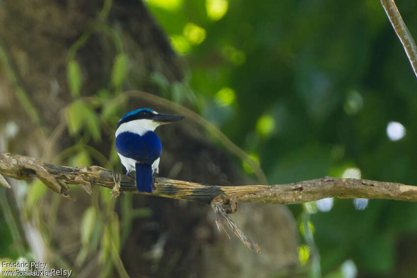 White-mantled Kingfisheradult