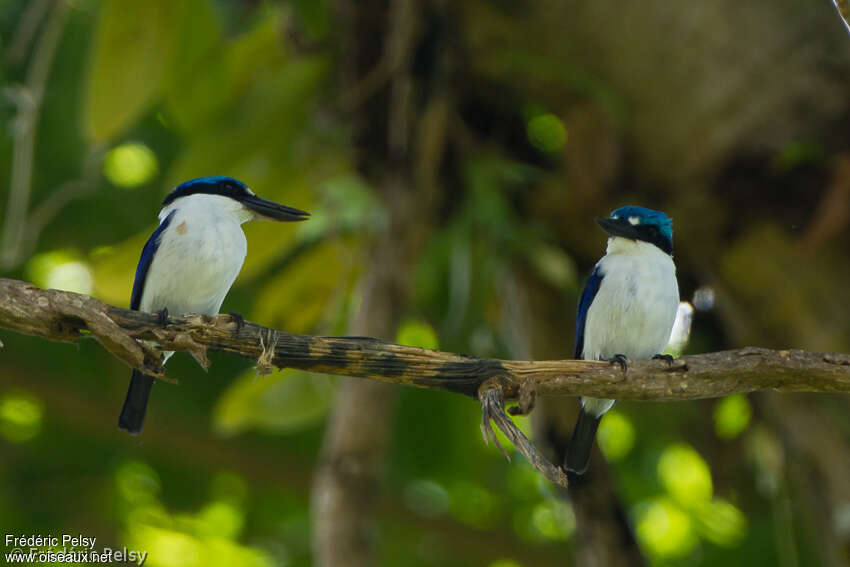 White-mantled Kingfisheradult