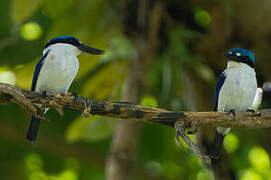 White-mantled Kingfisher