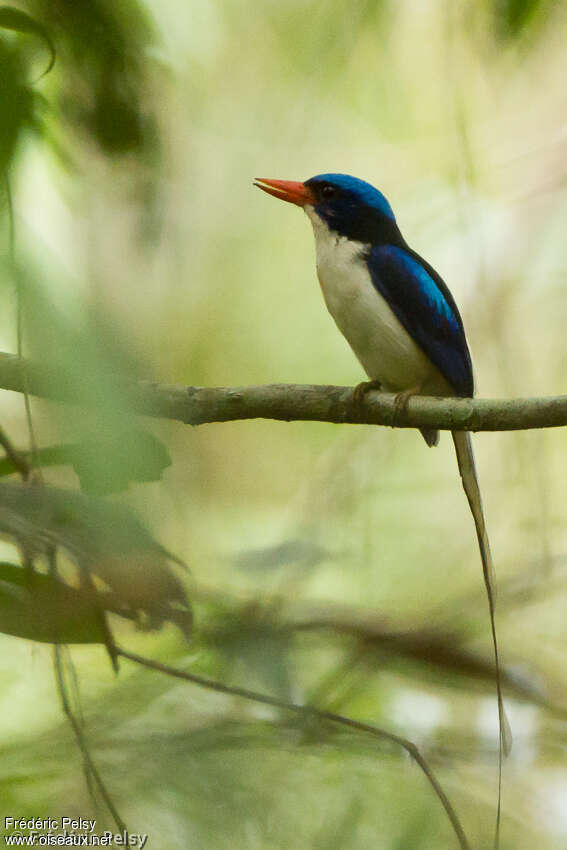 Common Paradise Kingfisheradult, identification