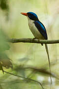 Common Paradise Kingfisher