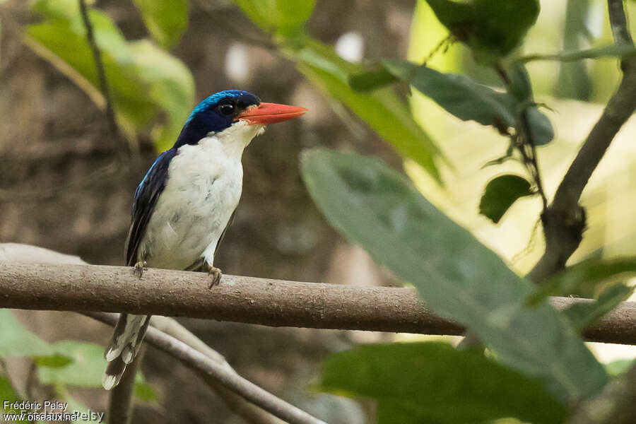 Common Paradise Kingfisher