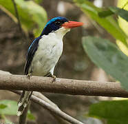 Common Paradise Kingfisher