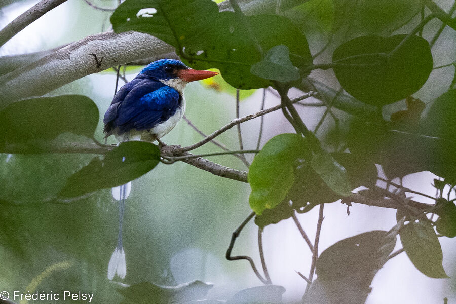 Common Paradise Kingfisher