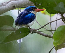 Common Paradise Kingfisher