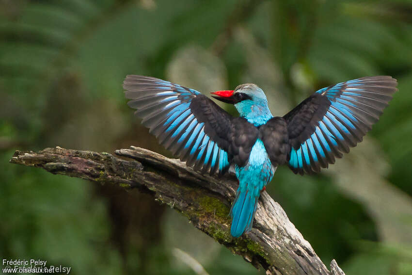 Blue-breasted Kingfisheradult, Flight