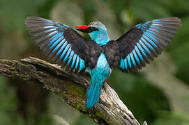 Blue-breasted Kingfisher