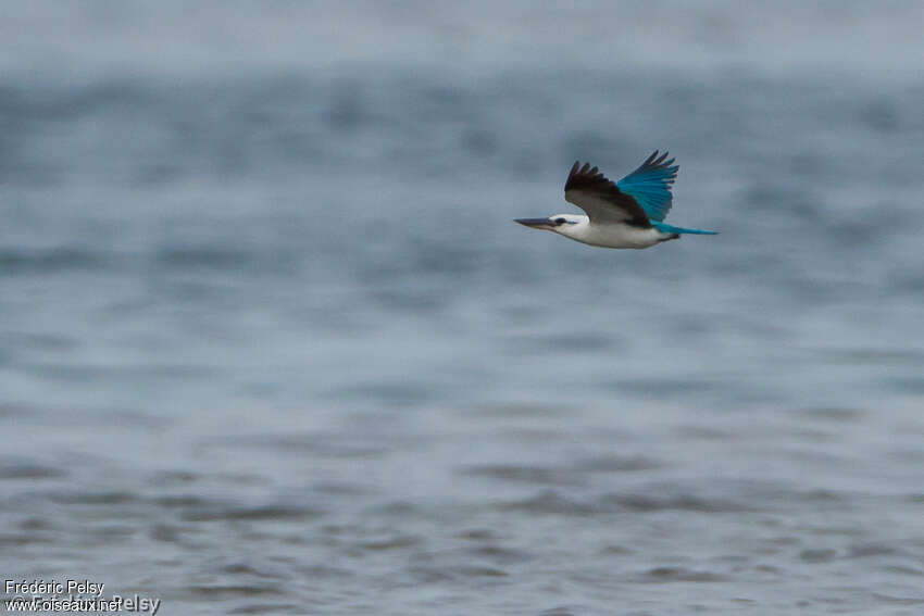 Beach Kingfisheradult, Flight