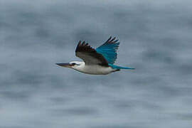 Beach Kingfisher