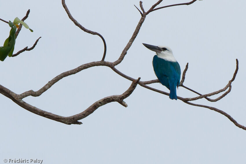 Beach Kingfisheradult