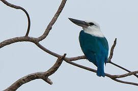 Beach Kingfisher