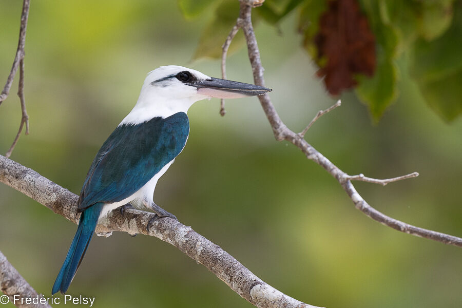 Beach Kingfisher