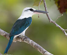 Beach Kingfisher