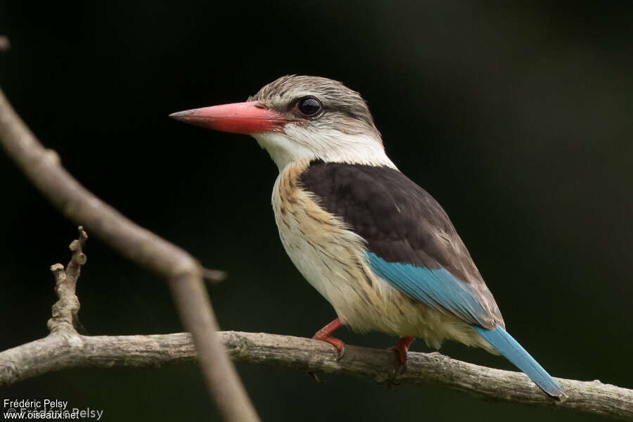 Martin-chasseur à tête bruneadulte, identification