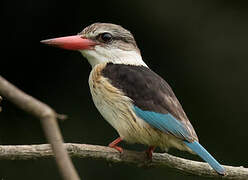 Brown-hooded Kingfisher