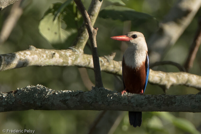 Grey-headed Kingfisheradult