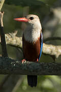 Grey-headed Kingfisher