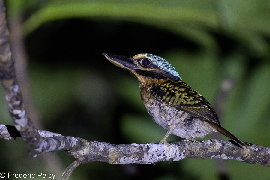 Hook-billed Kingfisher