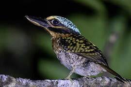 Hook-billed Kingfisher