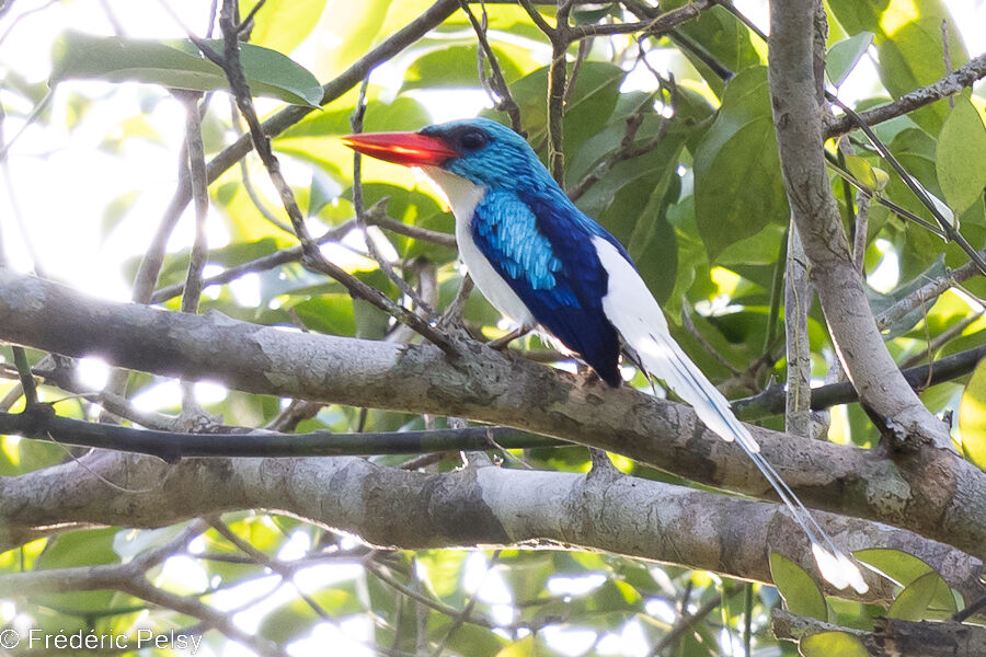 Martin-chasseur de Biak