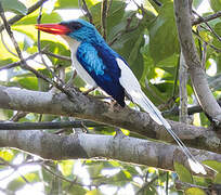 Biak Paradise Kingfisher