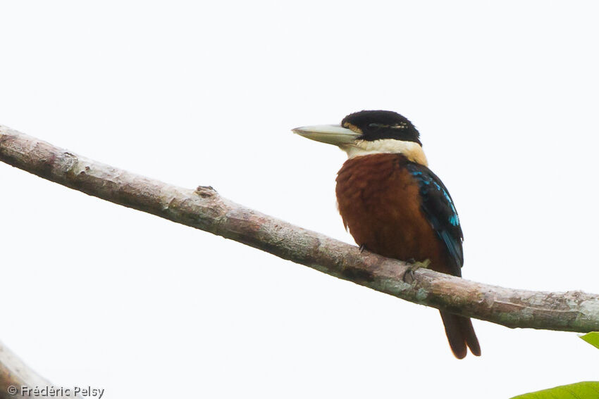 Rufous-bellied Kookaburra female adult