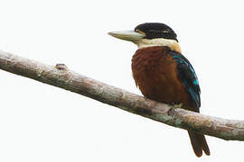 Rufous-bellied Kookaburra