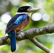 Rufous-bellied Kookaburra