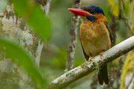 Hombron's Kingfisher